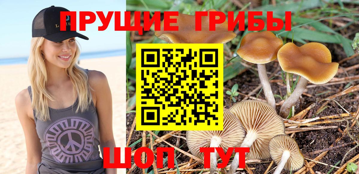 Галлюциногенные грибы Psilocybine cubensis Большой Камень