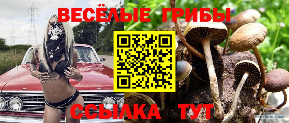 Большой Камень  Галлюциногенные грибы GOLDEN TEACHER  Галлюциногенные грибы GOLDEN TEACHER  Вход с VPN 